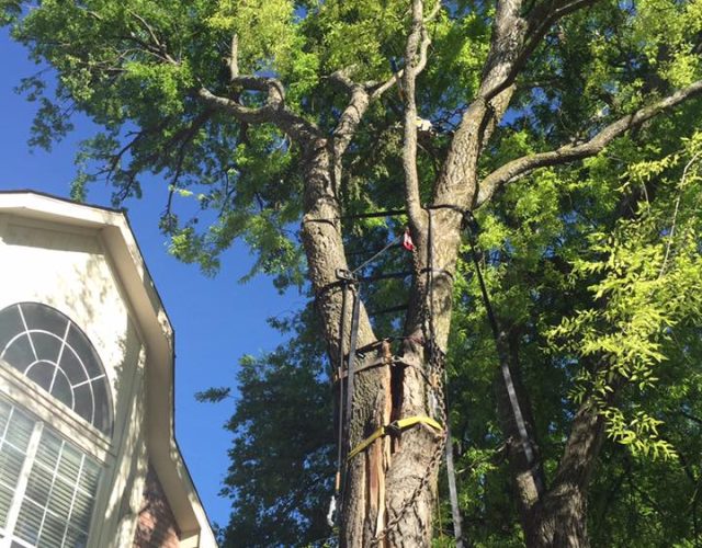 3 Alarm Tree Rescue 5