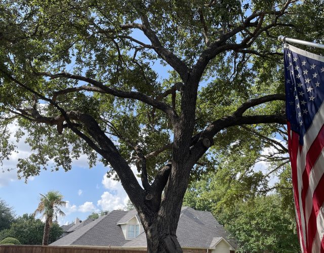 3 Brothers tree Service 3