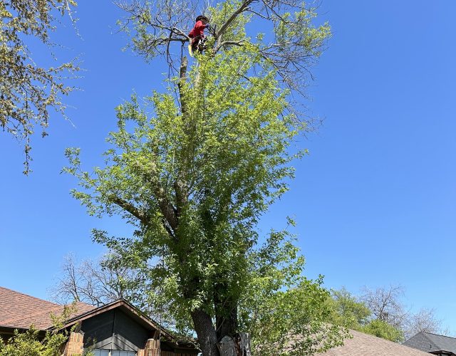 Angel Tree Service 5