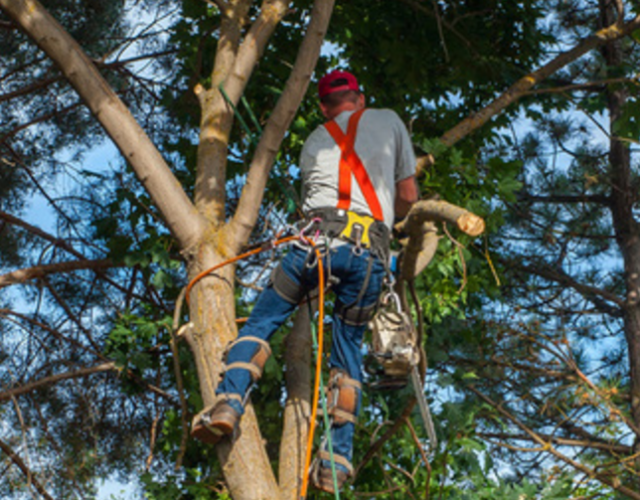 Tree Care Plano 3