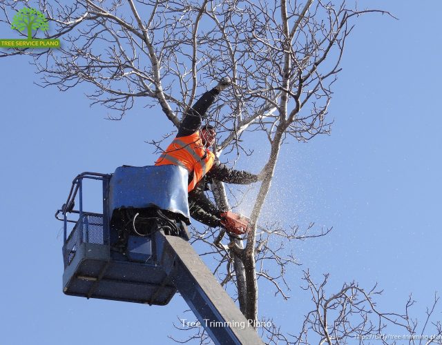 Tree Service Plano 3