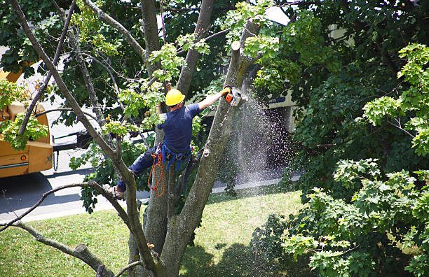 Holcomb Tree Service 4