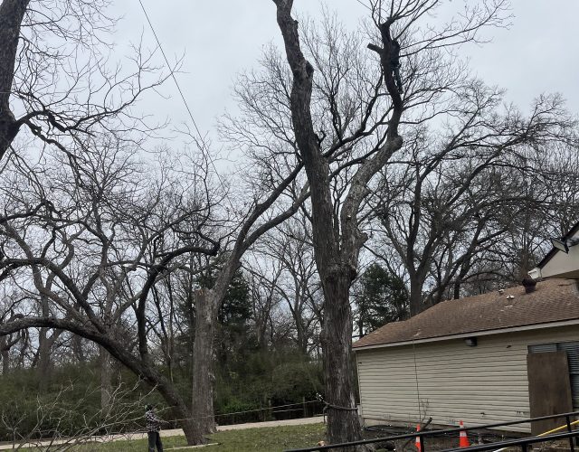 Dallas Tree Trimming & Removal Service 4