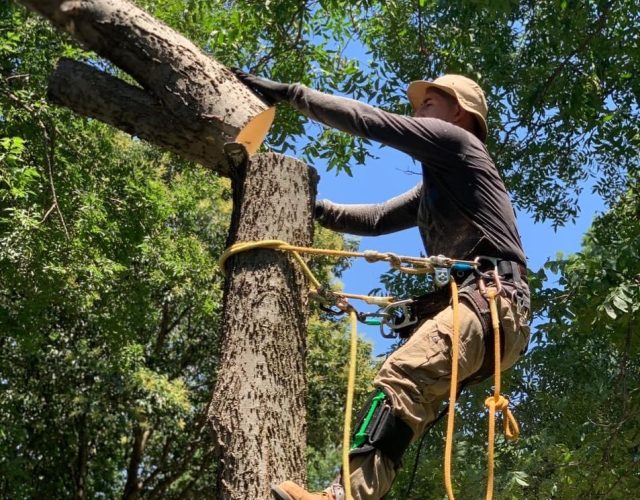 Dallas Tree Trimming & Removal Service 3