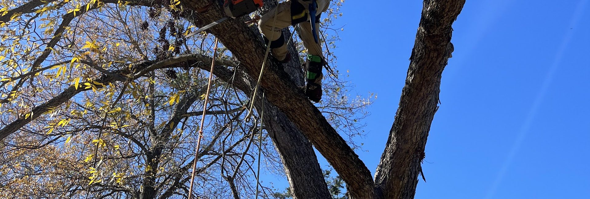 Dallas Tree Trimming & Removal Service 1
