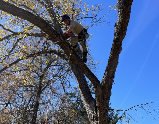 Dallas Tree Trimming & Removal Service 1