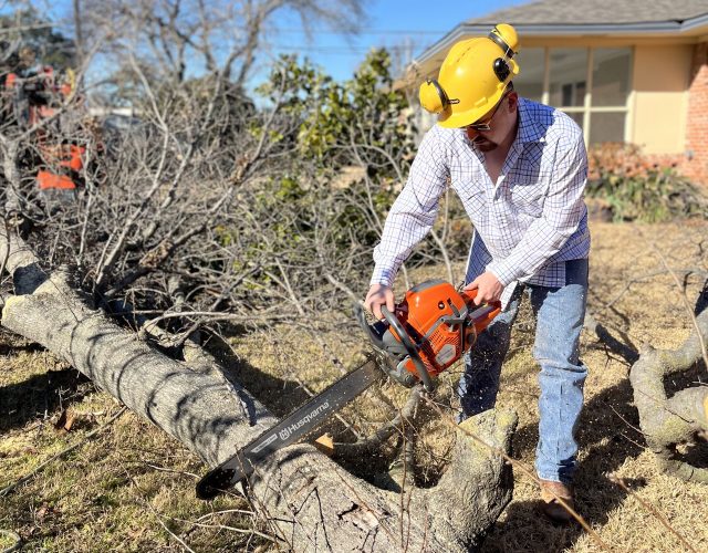 Dallas Tree Trimming & Removal Service 2