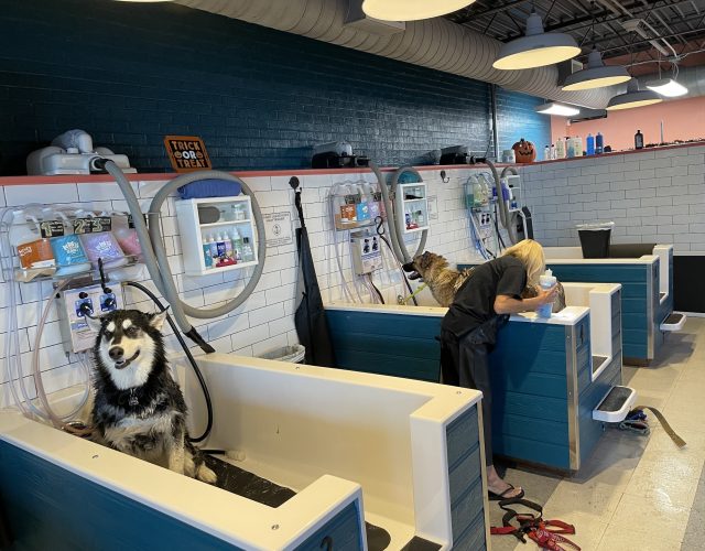 Metro Animals Pet Wash 3