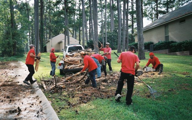 Tree Service of Prosper 6