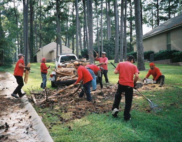 Tree Service of Prosper 6