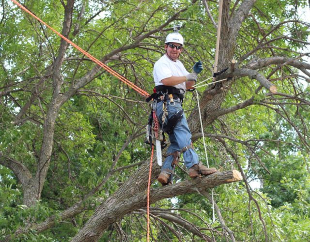 Tree Service of Prosper 2