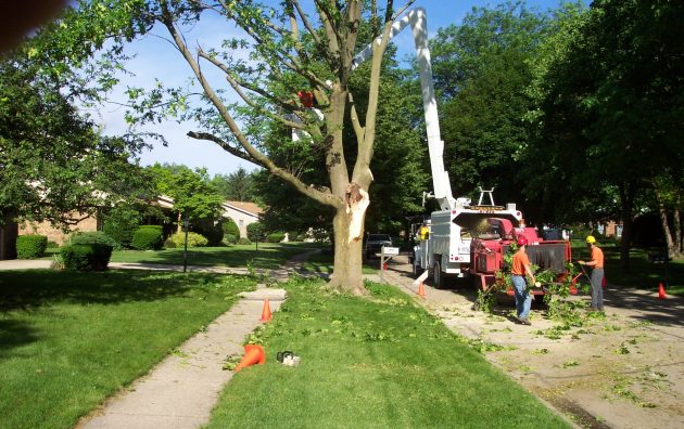 TreeTop Tree Service 5