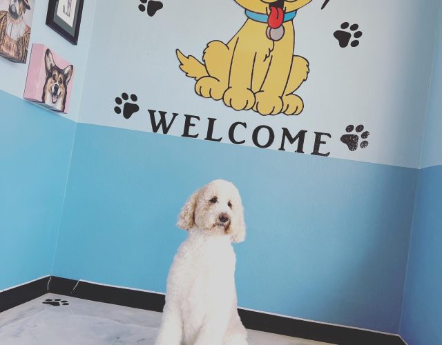 A Purr-Fect Dog Grooming & Day Care 4