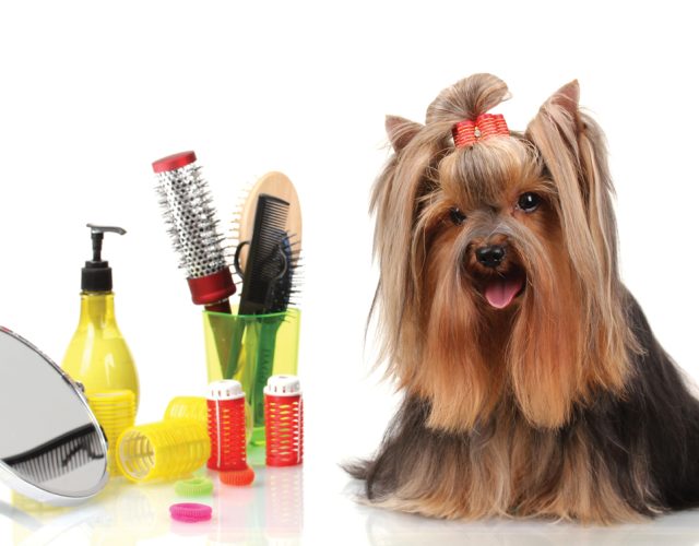 A Purr-Fect Dog Grooming & Day Care 5