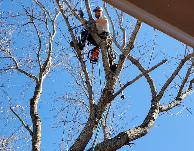 All seasons pro tree service 2