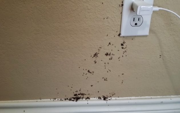 Ameri-Tech Termite & Pest Control, Inc. 6