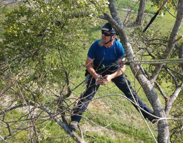 Arbor Pro Tree Care and Consulting Arborist 2