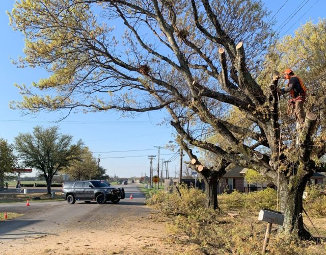 Arborculture Tree Services 6