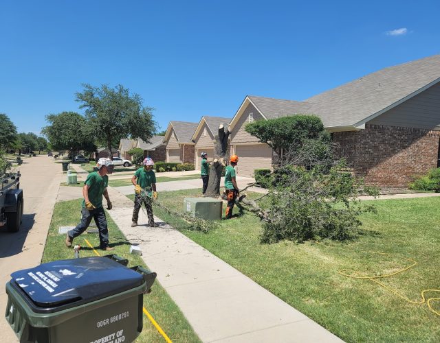 Arborwise Tree Care 2