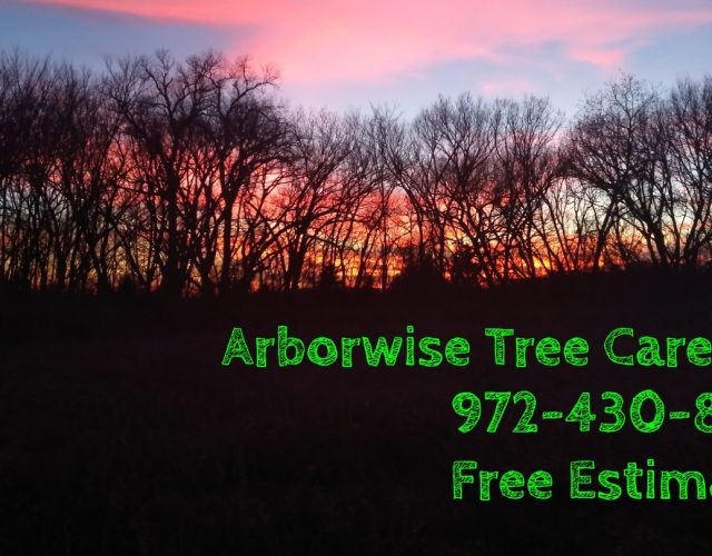 Arborwise Tree Care 5