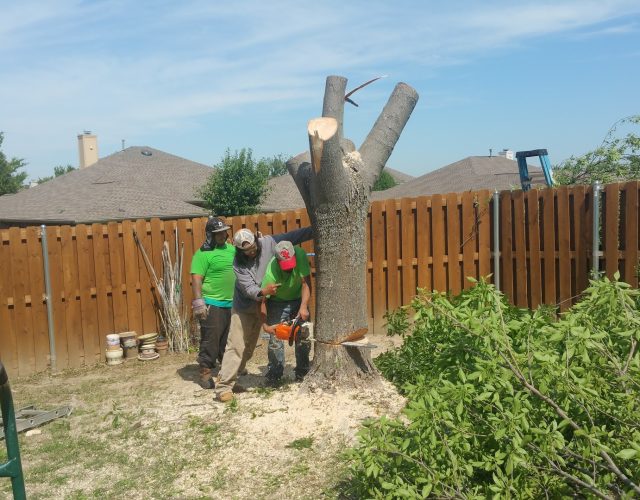 ArborWise Tree Service 3