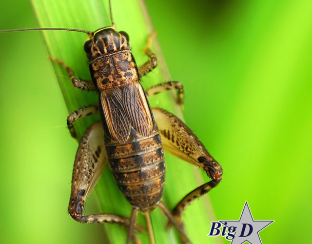 Big D Pest & Termite Services 5