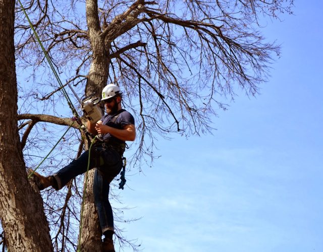 Blue Ox Urban Forestry 2