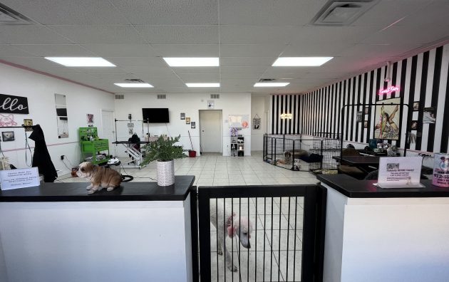 Bones & Bows Pet Grooming 5