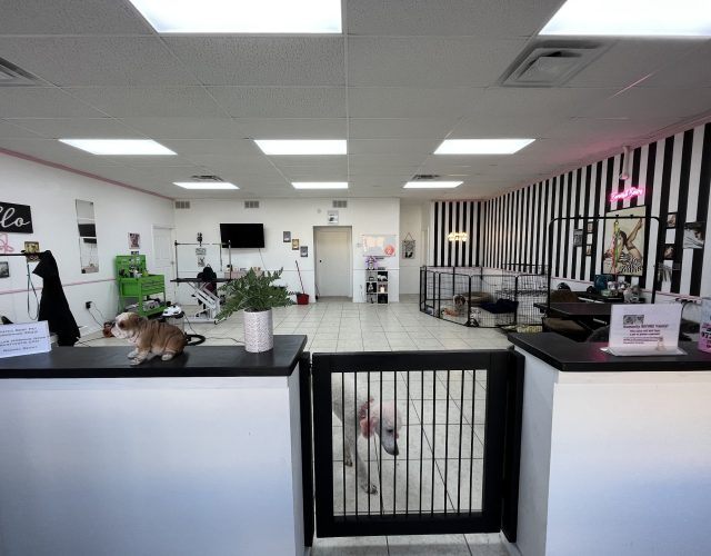 Bones & Bows Pet Grooming 5