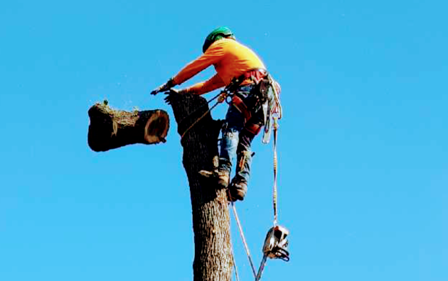 Campos tree service 5