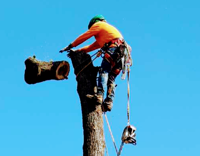 Campos tree service 5