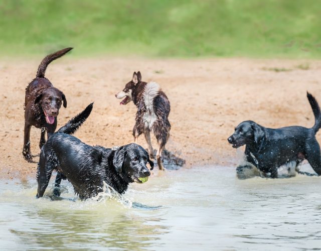 Canine Country Club and Wellness Center 2