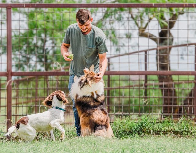 Canine Country Club and Wellness Center 6