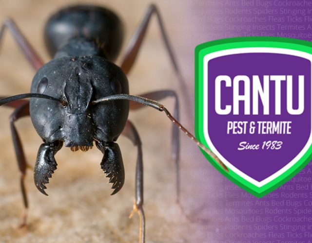 Cantu Pest & Termite 3