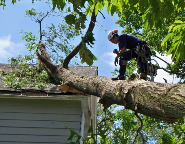 Care Green Tree Service Sunnyvale 4