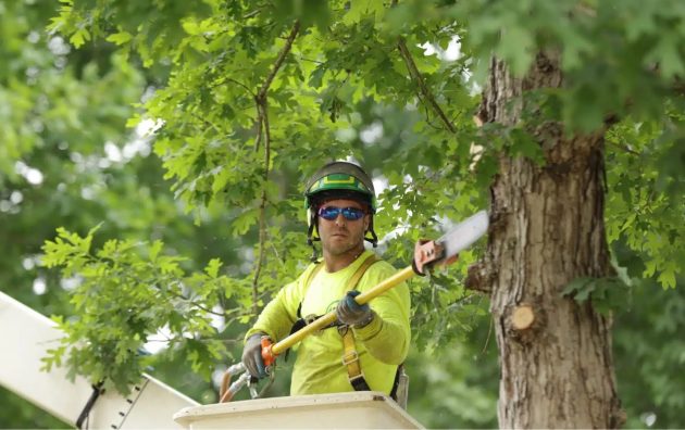 Care Green Tree Service Sunnyvale 6