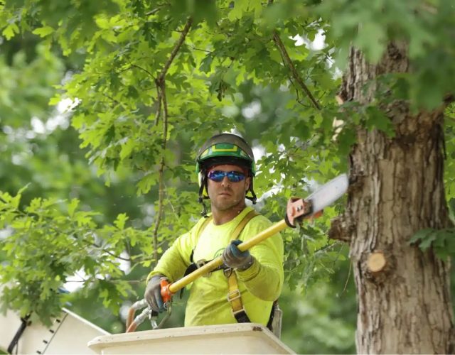 Care Green Tree Service Sunnyvale 6