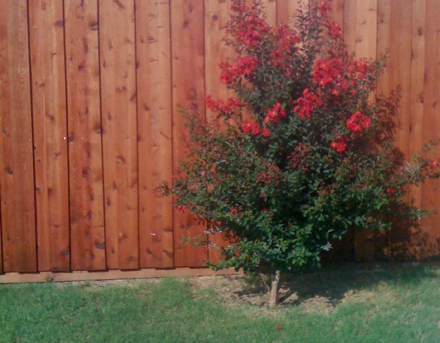 Cedar Fence & Deck 4