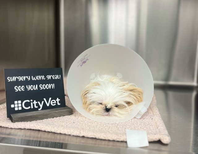 CityVet | Celina Crossing 2