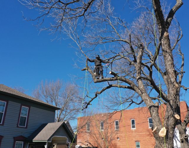 Clean Edge Tree Service & Removal #2 3