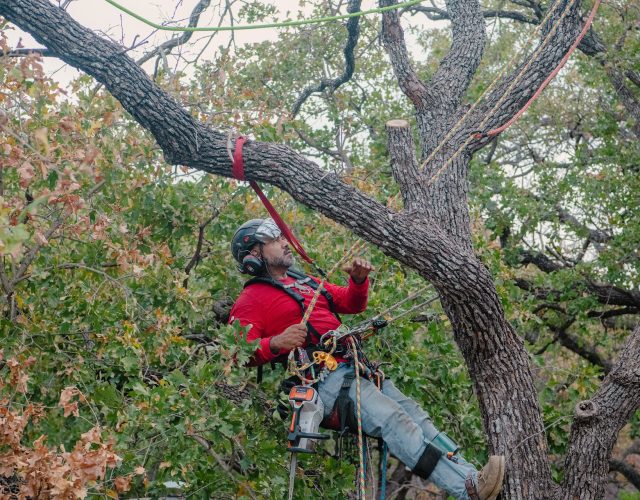 Clean Edge Tree Service & Removal #2 4