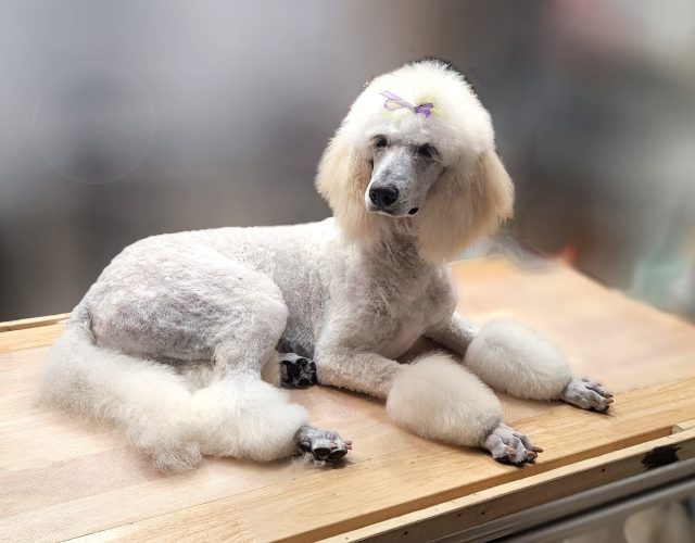 Curl and Pearl Dog Grooming 5