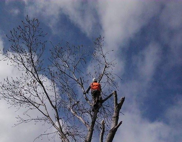 D & M Tree Service 4