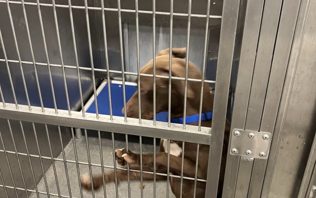 Dallas Animal Services 6