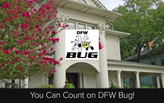 DFW Bug 4