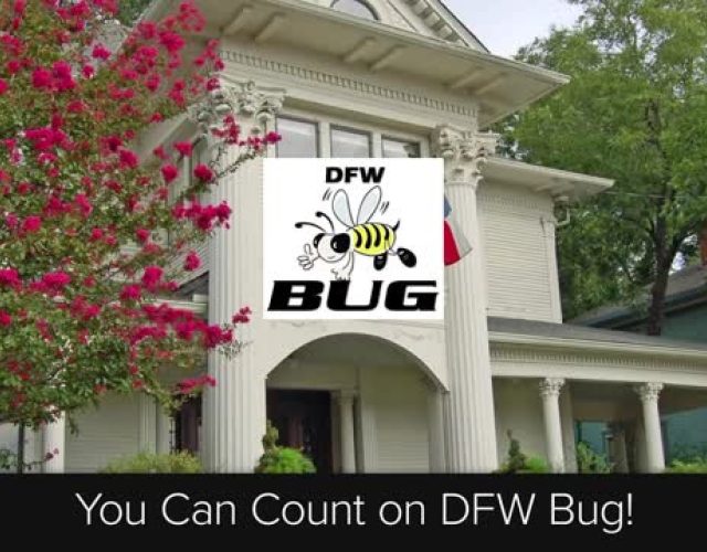 DFW Bug 4