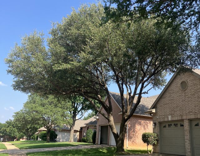 DFW Flores Tree Service llc 2