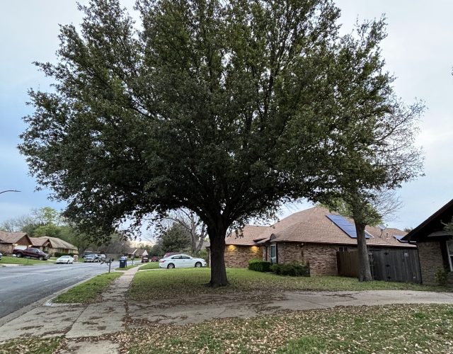 DFW Flores Tree Service llc 4