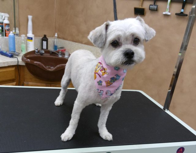 Dfw pet love spa Pet grooming 4