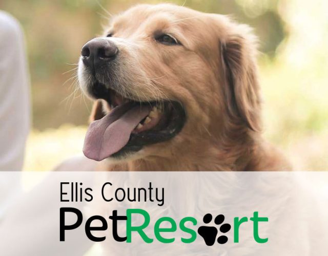 Ellis County Pet Resort 4